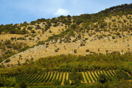 Hungary, vineyards in the hills to the south of the city of Pecs.  A typical landscape of southern Europe.の写真素材
