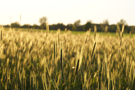 Oat field. Ears highlighted by the rays of the setting sun.の写真素材