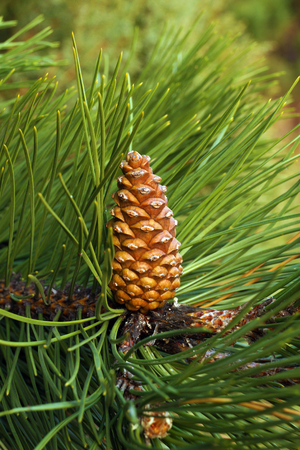 Pine cone surrounded by needles, black pine. This tree is a raw material of essential oils and other substances used in medicine and cosmetics.の写真素材