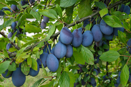 Summer in the orchard. Branches bend under the weight of ripening plums.の写真素材