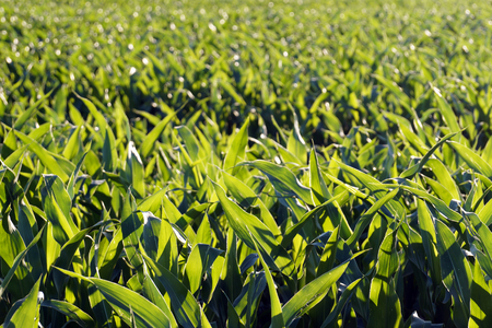 Young green leaves overexposed by the sun. Corn field.の写真素材