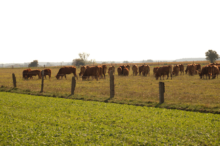 Pasture. A herd of cows during grazing, calves in the middle of the herd.の写真素材