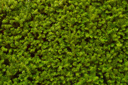 An image of a very decorative wall consisting of thousands of green yew branches. Hedge.の写真素材