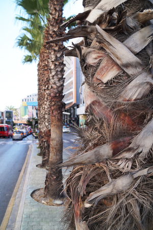Malta. A palm-lined street in the entertainment center of the St. Julian's.の写真素材