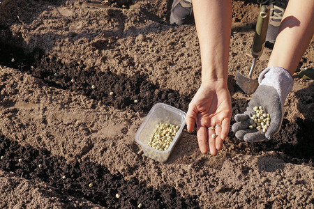 Spring works in the garden. Sowing green peas.の写真素材