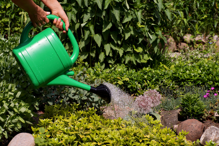 A hot, sunny day. Watering plants in the garden with water from a watering can.の写真素材