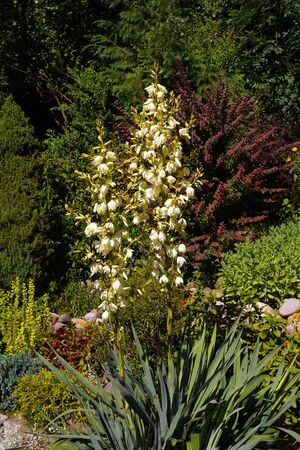 In the foreground a flourishing Yucca filamentosa (Adam's needle, common yucca, Spanish bayonet). Summer garden.の写真素材