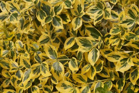 Euonymus fortunei -common names spindle or Fortune's spindle, winter creeper or wintercreeper. Decorative winter-resistant plant.の写真素材
