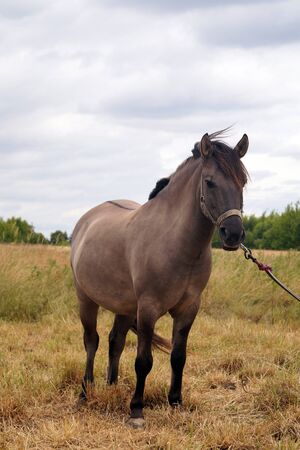 The color of the coat is called: Buckskin.  Horse in the pasture.の写真素材