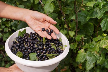 Collecting blackcurrant from the bushes. Work in the garden.の写真素材