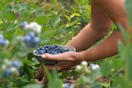A collection of ripe blueberries. Pleasant work in the garden.の写真素材