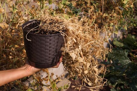 View of plants damaged by drought. Climate change. Global warming.の写真素材