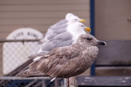 Birds are waiting on the waterfront for the opportunity to eat leftovers from the restaurant. Gulls in Seattle.の写真素材