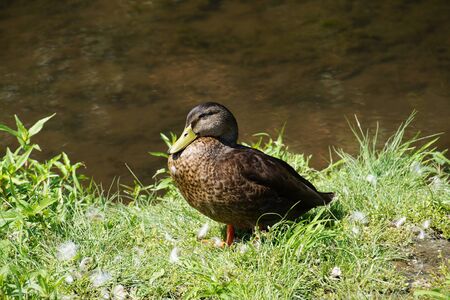 Sammamish Park in Redmond. A wild duck while resting on the shore.の写真素材