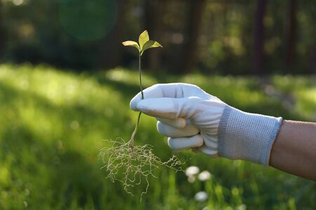 Symbol of human care over his environment. A hand holding a young tree a moment before planting in the ground.の写真素材