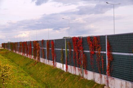 Autumn. Noise barriers at the highway overgrown with Virginia Creeper.の写真素材