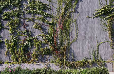 End of the summer. Concrete acoustic barriers on the highway covered with various vegetation.の写真素材