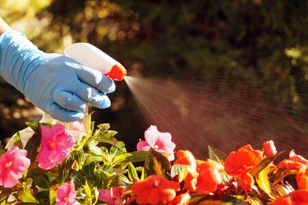 Hand washer in action. Fighting diseases and insects that attack plants with spraying.の写真素材