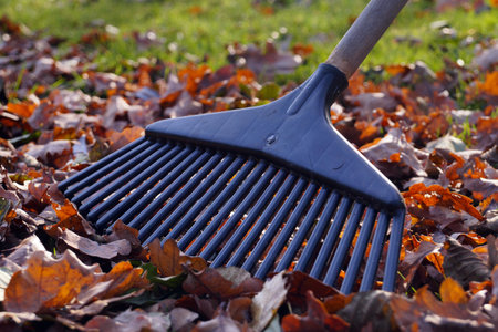 Obligatory activities in the garden. Symbol of autumn gardening: rakes and leaves.
