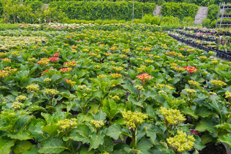 Hydrangea flowers. Garden shop. Common names include bigleaf hydrangea, French hydrangea, lacecap...