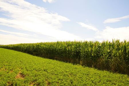 Plants highlighted by intense sun. Countryside Landscape. Corn field.の写真素材