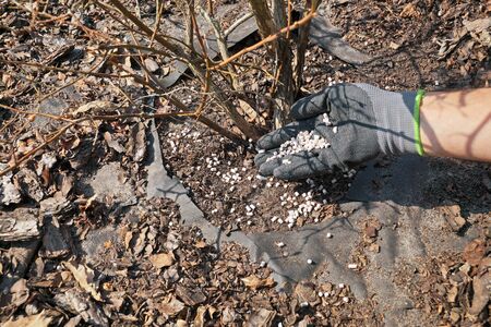 A gloved hand spreading fertilizer under the plant. Fertilizing shrubs in early spring before vegetation.の写真素材