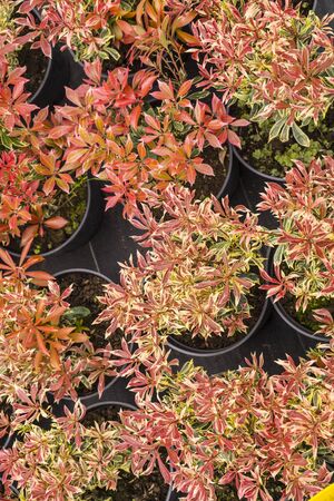 Plants in pots: evergreen plant Pieris japonica, the Japanese andromeda or Japanese pieris. Garden shop.の写真素材