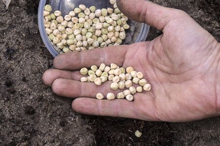 Sowing peas, seeds on the man's hand. Spring in the home garden.の写真素材