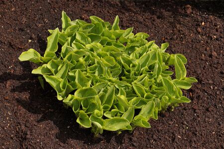 Hosta is a genus of plants commonly known as hostas, plantain lilies (in Britain) and occasionally by the Japanese name giboshi. A clump of first spring leaves. の写真素材