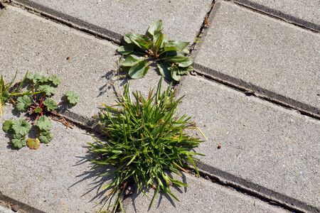 An annual problem in front of the house. Paving stones with ingrown weeds and grass. の写真素材