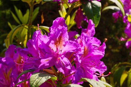 Spring flowering. Close-up on the petals of a pink-purple rhododendron flower.の写真素材