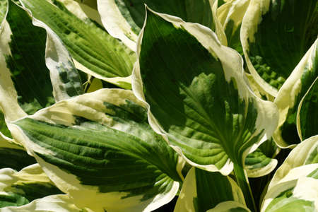 A close-up of the leaves with bright edges. Hosta is a genus of plants commonly known as hostas, plantain lilies (in Britain) and occasionally by the Japanese name giboshi.の写真素材