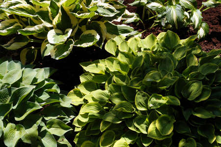 Four different plant varieties in one photo. Hosta is a genus of plants commonly known as hostas, plantain lilies (in Britain) and occasionally by the Japanese name giboshi.の写真素材