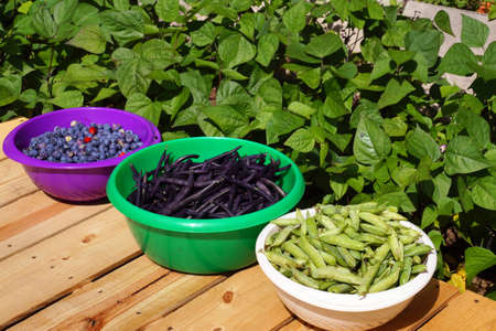 Summer garden. Blueberries, purple beans, green peas. Harvest time in the home garden.の写真素材