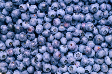Highbush blueberry (Vaccinium corymbosum L.). Mid-summer is harvest time.