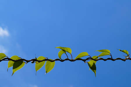 Branch (climber) of kiwi. A characteristic way of entangling around a branch support.の写真素材