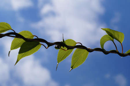 Branch (climber) of kiwi. A characteristic way of entangling around a branch support.の写真素材