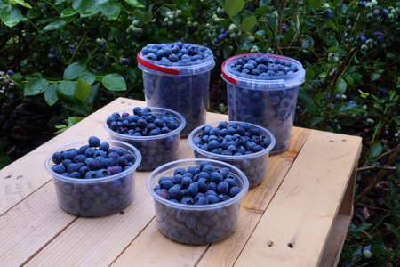 Highbush blueberry (Vaccinium corymbosum L.). Mid-summer is harvest time.の写真素材