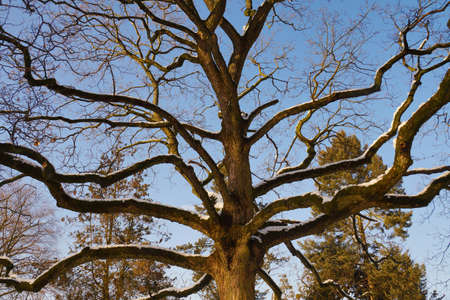 In a winter park. Snow-covered tree branches.の写真素材