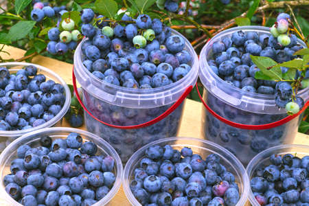 Highbush blueberry (Vaccinium corymbosum L.). Mid-summer is harvest time.の写真素材
