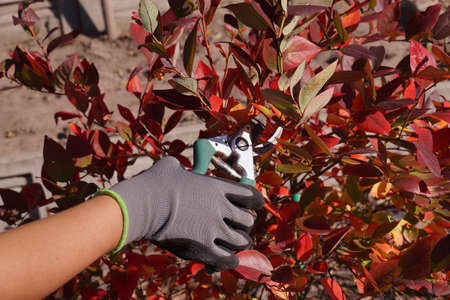 Cutting blueberry branches, forming a bush. Autumn garden cleaning. .の写真素材