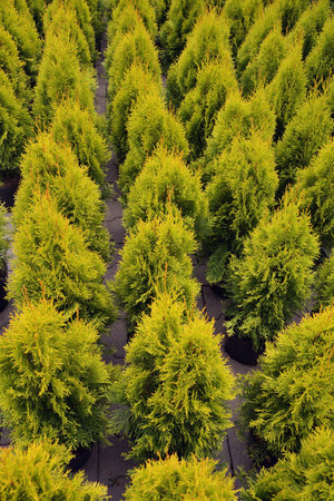 Rows of young plants in pots for sale. Garden shop. Thujas department.の写真素材