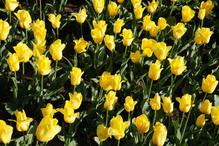 A variety of flowers with intensely yellow petals. Growing tulips.の写真素材