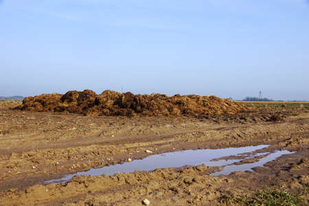 A stack of natural fertilizer which is manure before spreading it in the field. Spring work on the farm.の写真素材