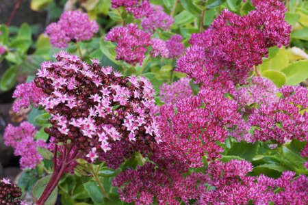 Showy stonecrop plant in the gardenの写真素材
