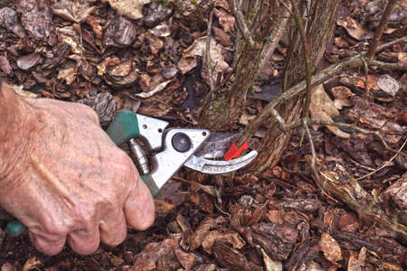 Pruning the blueberry bush (Vaccinium corymbosum). Pruning old branches previously marked with red foil. Early spring.の写真素材