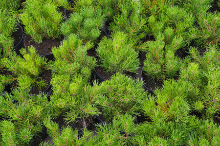 Rows of pots with small conifers (Pinus mugo, known as bog pine, creeping pine or dwarf mountain...