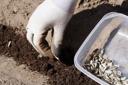 Spring works in the garden. Sowing of sunflower seeds.の写真素材