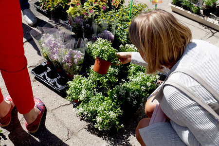 Spring shopping at the garden store. Woman buying potted flowers.の写真素材