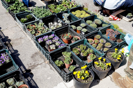Customers in a garden shop filled with boxes of plants. Spring sale of flowers.の写真素材